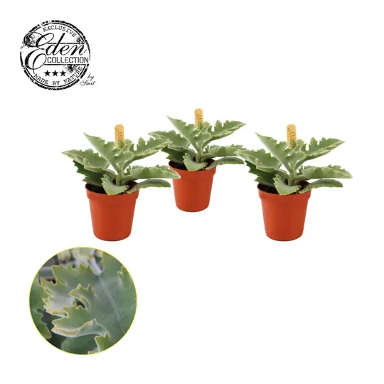 Kalanchoe Beharensis