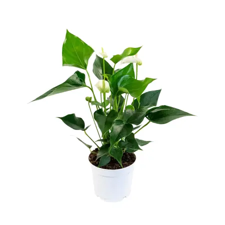Flamingoplant 'White Champion' - P12cm - afbeelding 1