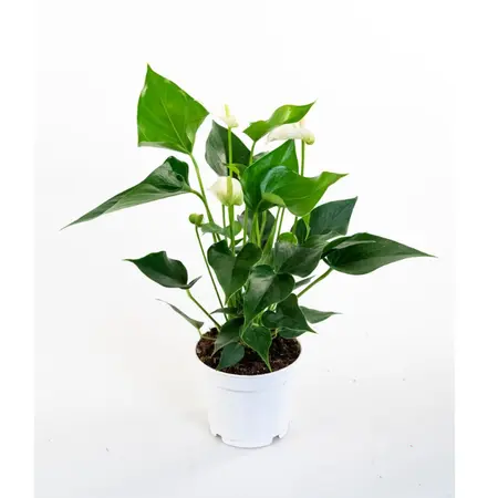 Flamingoplant 'White Champion' - P12cm - afbeelding 3