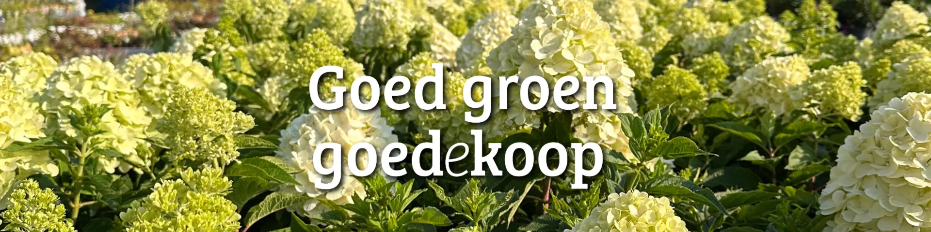 Buitenplanten - Homepage Buitenplanten