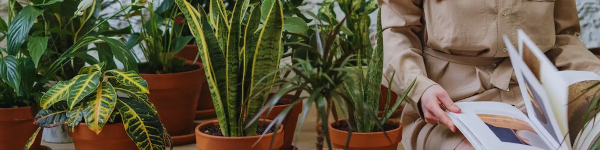 Kerstboom eruit, kamerplant erin Kerstboom eruit, kamerplant erin