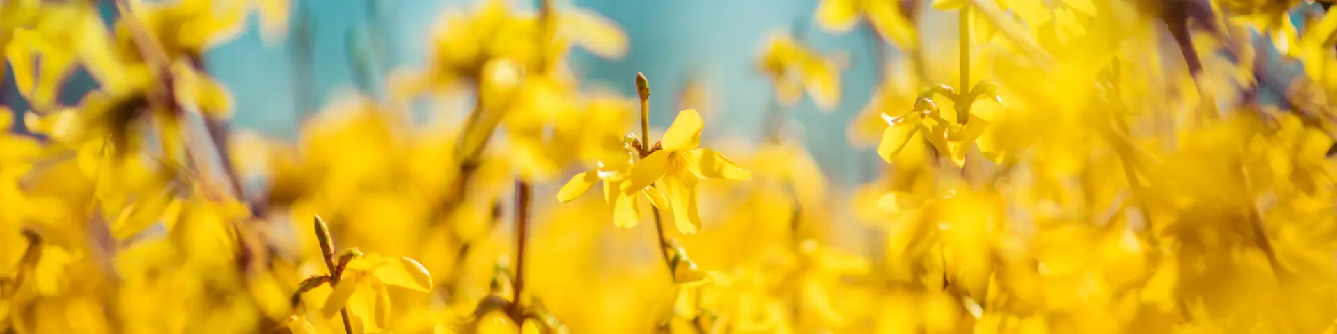 Voorjaar bij Tuinland (na Pasen) Voorjaar bij Tuinland
