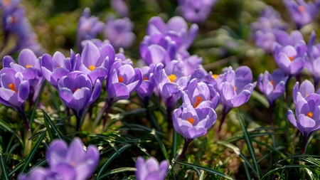 Herfstbollen planten: krokus, narcis en tulpen voor een kleurrijk voorjaar