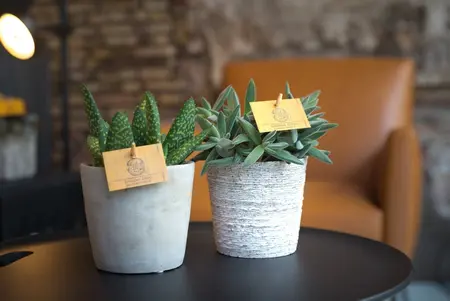 Aloe Paradisicum - afbeelding 2