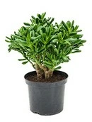 Crassula Hulk