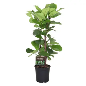 Vioolbladplant - afbeelding 7