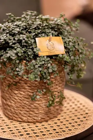 Pilea Glauca - afbeelding 4