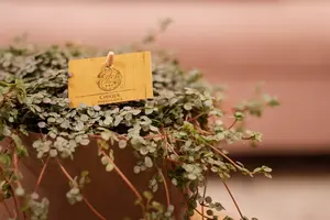 Pilea Glauca - afbeelding 5