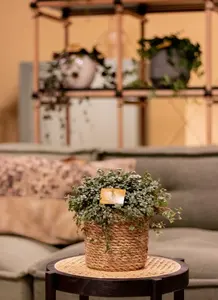 Pilea Glauca - afbeelding 2