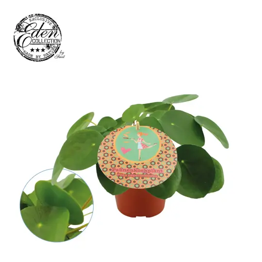 Pilea Peperomioides - afbeelding 2