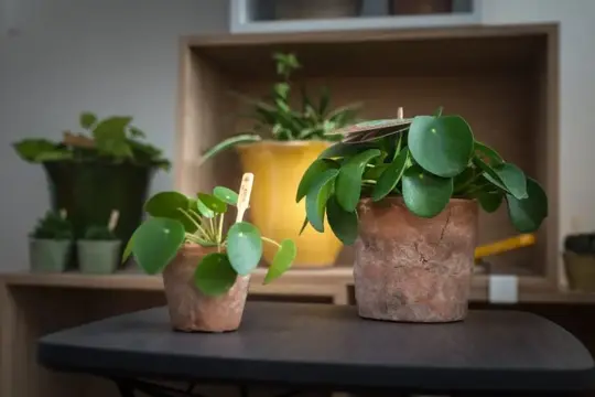 Pilea Peperomioides - afbeelding 4