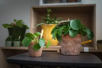 Pilea Peperomioides - afbeelding 4