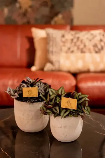 Tradescantia Zebrina - afbeelding 2