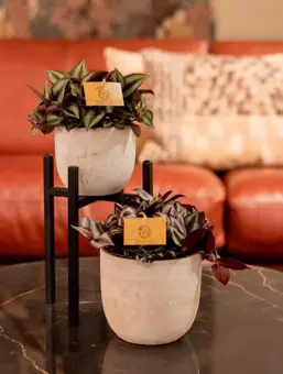 Tradescantia Zebrina - afbeelding 4