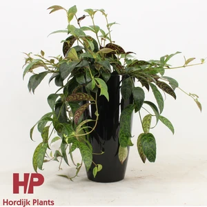 Aeschynanthus Marmoratus – Lipstickplant Met Gemarmerd Blad En Groene Bloemen