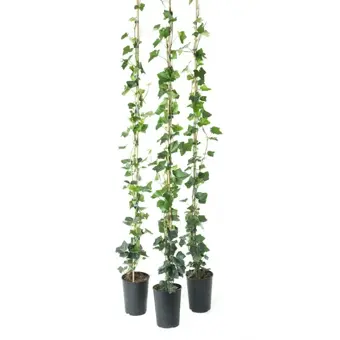 Hedera Hibernica 150 P17