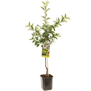 Appelboom 'Golden Delicious' - Laagstam