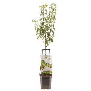 Perenboom 'Conference'