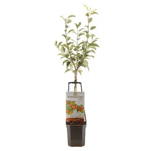 Appelboom 'Delcorf'