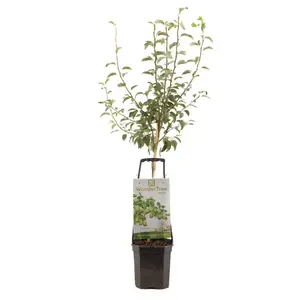 Perenboom 'Doyenné Du Comice'