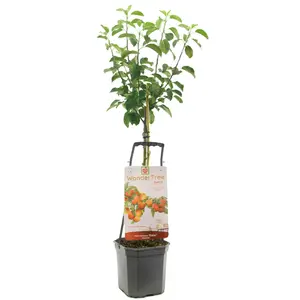 Appelboom 'Elstar'