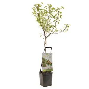 Perenboom 'Gieser Wildeman'