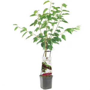 Kersenboom 'Lapins'