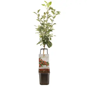 Appelboom 'Santana'