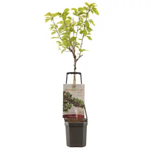 Kersenboom 'Sunburst'