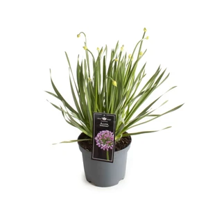 Allium Millenium – Paarse Sierbol, Compacte Groei