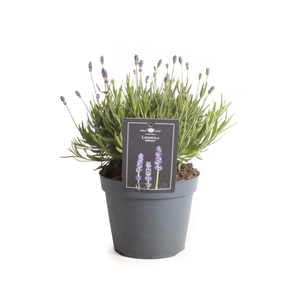 Lavandula Angustifolia 'Hidcote' P15