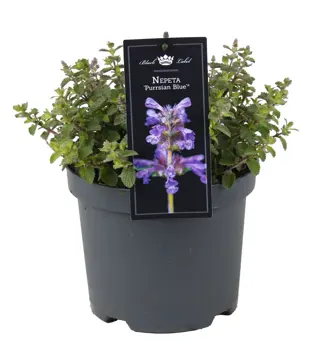 Nepeta Purrsian Blue P19