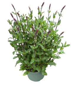 Salvia Nemorosa Caradonna – Paarsblauw, Opgaande Aren