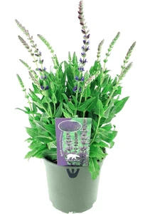 Salvia Nemorosa Ostfriesland – Paarsviolet, Bossige Bloeiwijze