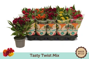 Celosia Argentea Var. Cristata 'Tasty Twist' – Gekrulde Bloeiwijze, Diverse Kleuren