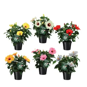Hibiscus Longlife – Diverse Kleuren, Langbloeiend