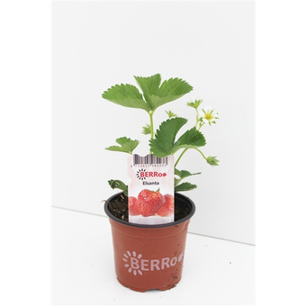 Aardbeienplant 'Elsanta' - P10,5cm