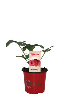 Aardbeienplant 'Framberry' - P12cm