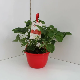 Aardbeienplant - HP25cm