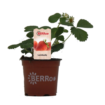Aardbeienplant 'Lambada' - P10,5cm