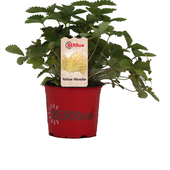 Aardbeienplant 'Yellow Wonder' - P12cm