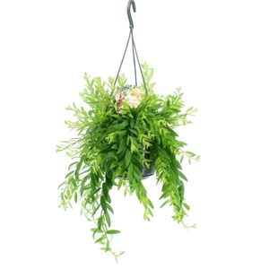 Aeschynanthus Raphrolepis – Fijnbladige Lipstickplant Met Rode Bloemen (Potmaat 15 Cm)