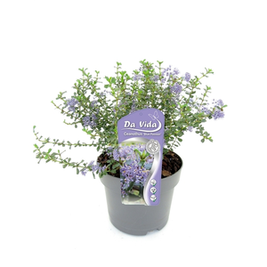 Amerikaanse Sering 'Blue Passion'