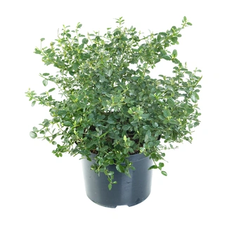 Amerikaanse Sering 'Repens' - P17cm