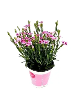 Anjer - Dianthus