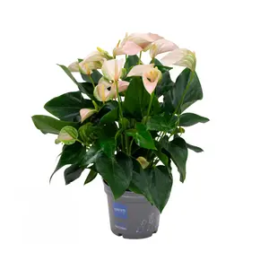 Anthurium Joli Peach