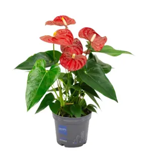 Anthurium Karma Red