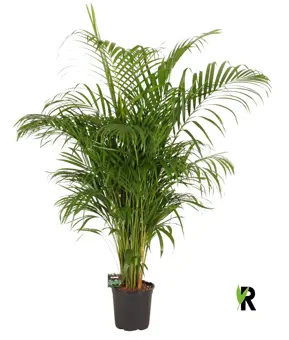 Areca Goudpalm - afbeelding 2