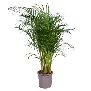Areca Goudpalm