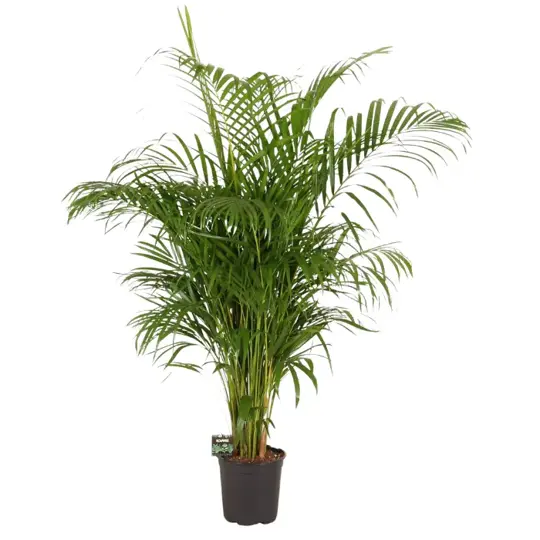 Areca Goudpalm - afbeelding 1